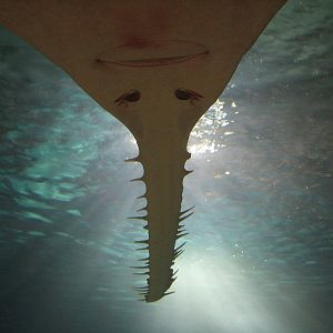 Shark Cove - Green Sawfish