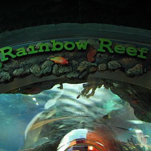 Rainbow Reef - Entry