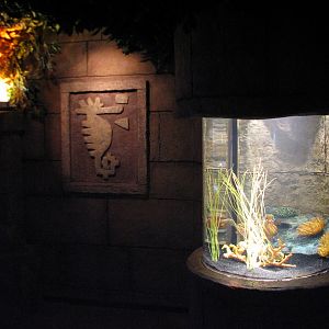 Seahorse Kingdom - Longsnout Sea Horse Exhibit