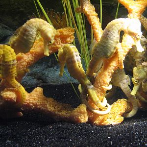Seahorse Kingdom - Longsnout Sea Horse