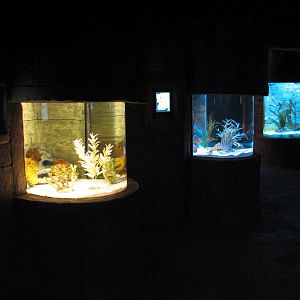 Seahorse Kingdom - Lined, Sea Pony, and Potbelly Sea Horse Exhibits