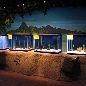 Seahorse Kingdom - Nursery