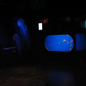 Jellyfish Discovery - Pacific Sea Nettle Exhibit