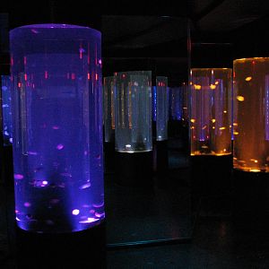 Jellyfish Discovery - Jelly Exhibits