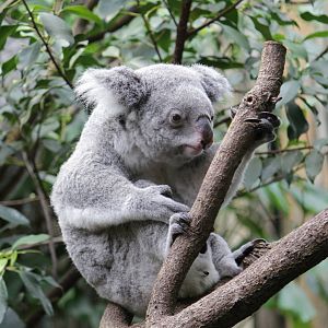 Koala