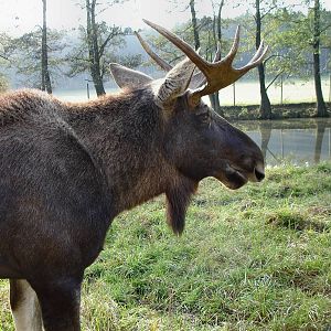 Moose at Poing Wildpark (near Munich)