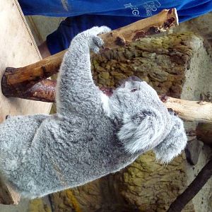 Koala Weighing Procedure