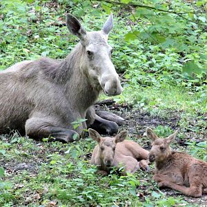 Female Moose with her 3 weeks old calf twins