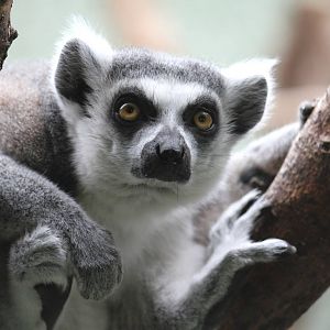 Ring-tailed Lemur