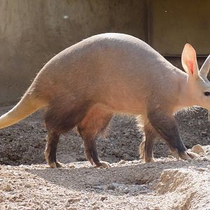 Aardvark