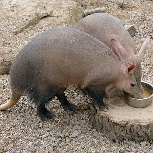 Aardvark
