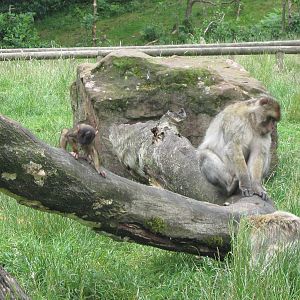 Baby Macaque with family - Spring babies photo competion