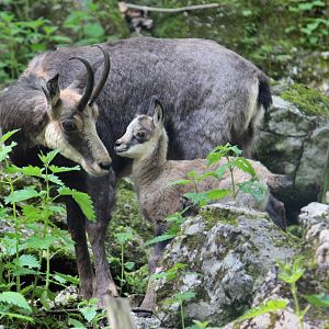 Chamois with fawn