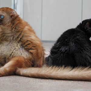 Blue-eyed Black Lemur