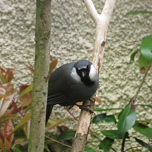 Black Throated Laughingthrush
