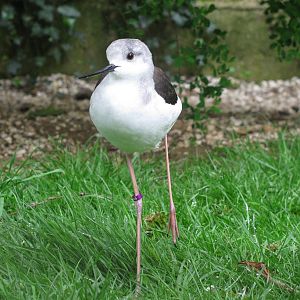 Black Winged Stilt