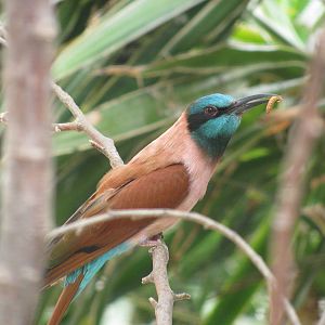 Carmine Bee Eater