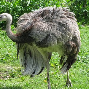 Greater Rhea