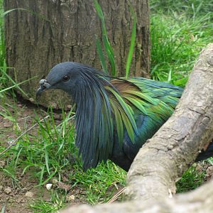 Nicobar Pigeon