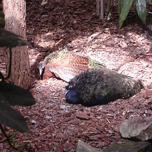 Congo peafowls