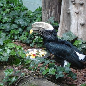 Silvery-cheeked Hornbill