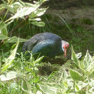 Purple swamphen