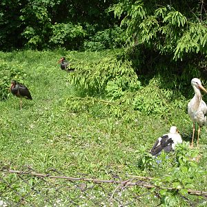 White and Black storks