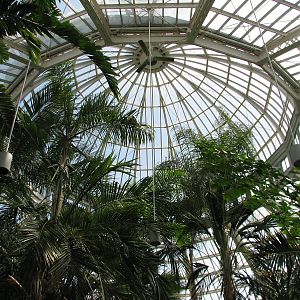 Marjorie McNeely Conservatory - Palm Dome