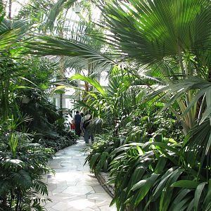 Marjorie McNeely Conservatory - Palm Dome
