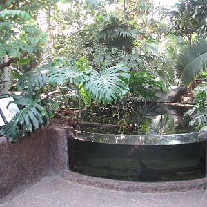 Tropical Encounters - South American Freshwater Stingray Exhibit