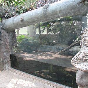 Tropical Encounters - Anaconda Exhibit