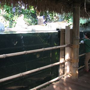 Tropical Encounters - Arowana, Pacu, and Arapaima Exhibit