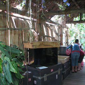 Tropical Encounters - Surinam Toad Exhibit
