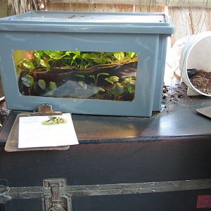 Tropical Encounters - Poison Dart Frog and Salmon Pink Tarantula Exhibits