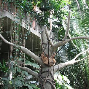 Tropical Encounters - Hoffmans Two-toed Sloth Exhibit