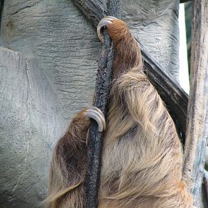 Tropical Encounters - Hoffmans Two-toed Sloth