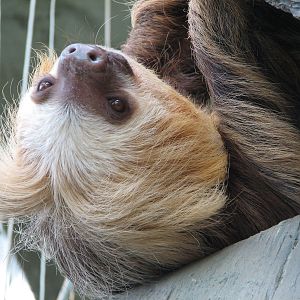 Tropical Encounters - Hoffmans Two-toed Sloth