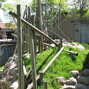 Primates - Sumatran Orangutan Exhibit
