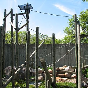 Primates - Sumatran Orangutan Exhibit
