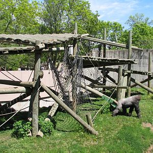 Primates - Western Lowland Gorilla Exhibit