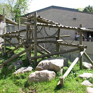 Primates - Western Lowland Gorilla Exhibit
