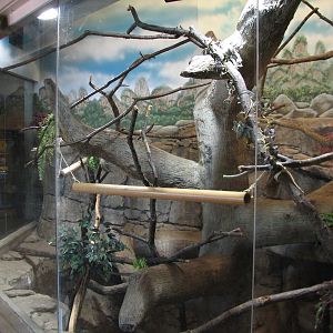 Primates - Blue-eyed Black Lemur Exhibit