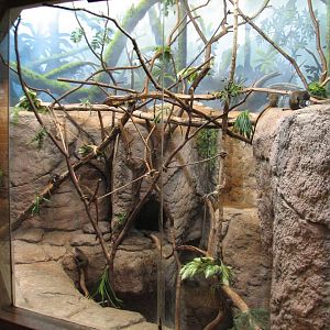 Primates - Emperor Tamarin Exhibit