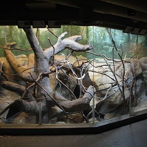 Primates - Geoffroys Tamarin and White-faced Saki Exhibit