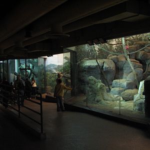 Primates - Interior Hallway