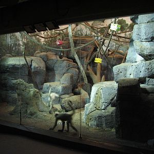 Primates - Black-handed Spider Monkey Exhibit