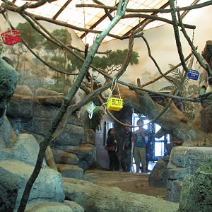 Primates - Black-handed Spider Monkey Exhibit