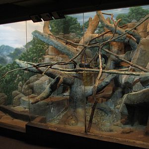 Primates - DeBrazzas Monkey Exhibit