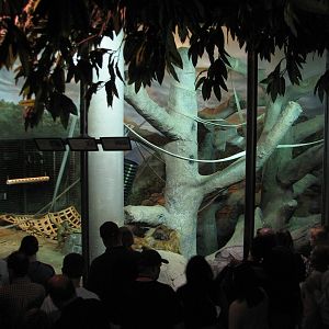 Primates - Sumatran Orangutan Bedroom