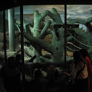 Primates - Sumatran Orangutan Bedroom